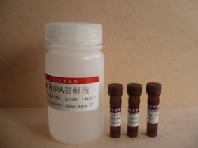 供應CAS:1188-37-0,N-乙酰-L-谷氨酸報價25克 1公斤 100克(sigma,TCI)-產(chǎn)品展示-卡邁舒生物技術(上海)